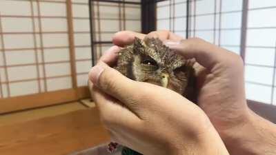 Petting little Owl