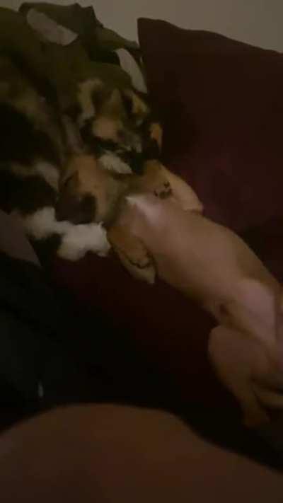 My chihuahua Chip always wakes up my cat Penny so she’ll lick him until he falls asleep