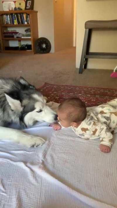 Husky invites baby to do zoomies