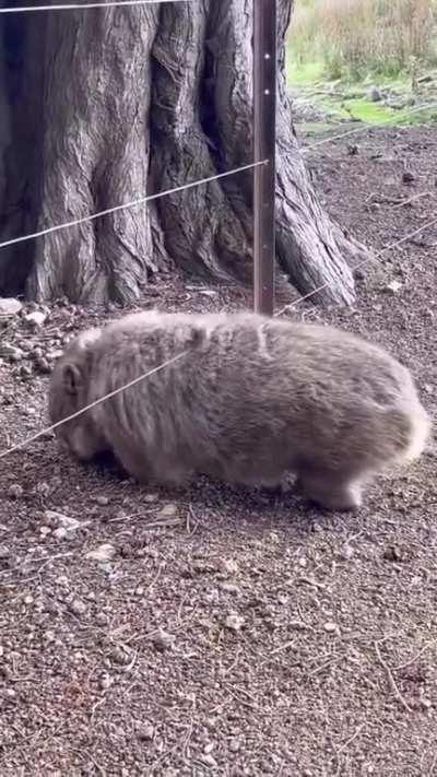 The wombat loves to rub against electrical wires