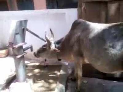 Cow using a water pump