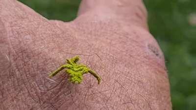 🔥 Rare eucyclodes caterpillar found in a palm tree in Mareeba, Queensland, Australia looks like a mossy stick