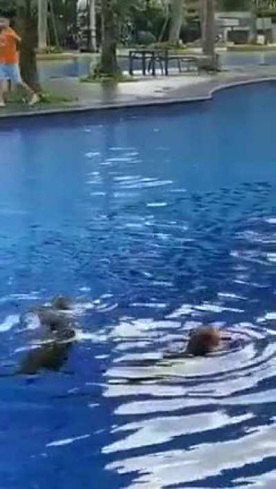 Otters invade condo, steal koi fish, bring to the pool to feast