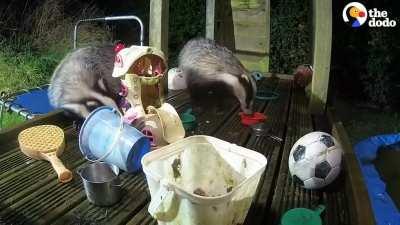 Guy Builds His Kids A Playground — And Wild Animals Move In