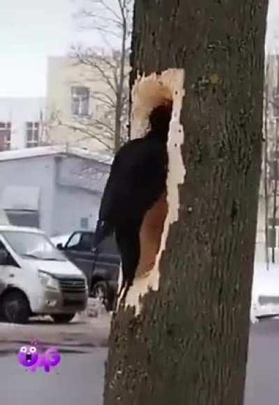 🔥 This woodpecker chopping down a tree