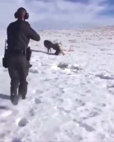 Once in a lifetime shot. Park ranger uses a shotgun to separate (and save) two antler locked bucks