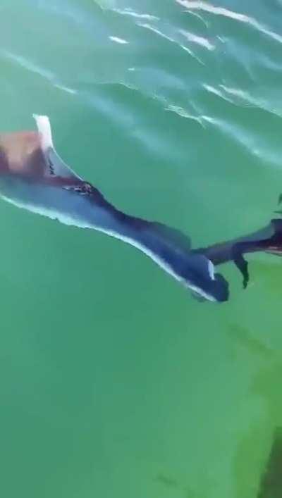 Strange creature ...Blanket Octopus captured is said to inhabit the depths of the ocean and open sea however it In some Cultures is not a good sign to see them very close to the beach.