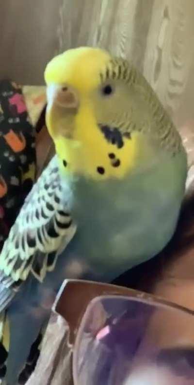 Diva Birb