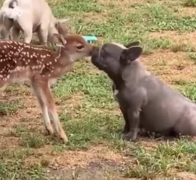 Bambi discovers tasty potato dog.