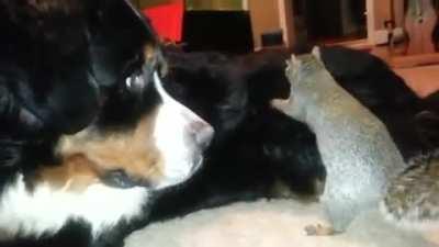 Squirrel trying to hide some nuts in a dog