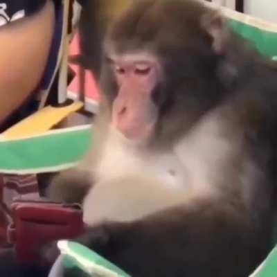 Download MonkeyMemes Reddit Videos With Sound