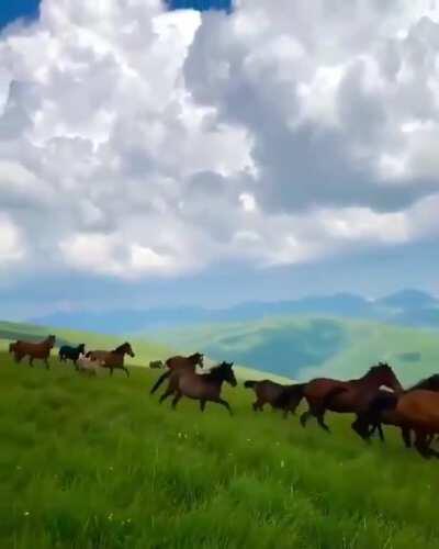 🔥 Wild horses in Northern Albania