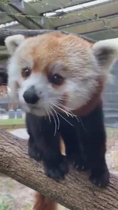 This video of a red panda eating grapes will make your day.  