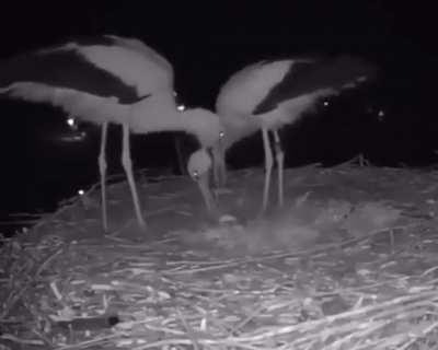 Stork couple celebrate their first egg!