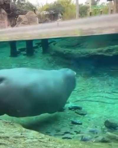 Hippos can’t technically swim The perfect combination of buoyancy and bone density allows them to “fly” thorough water at speeds of 5mph, (8 kph) propelling themselves using intermittent ground contact, like astronauts on a moon walk.