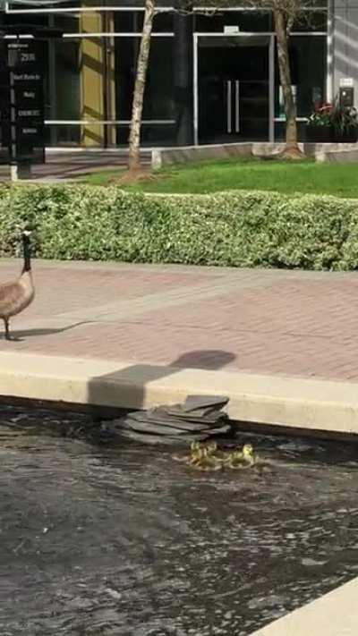 Maintenance constructed these little stairs for Baby Geese to get out of a pond.