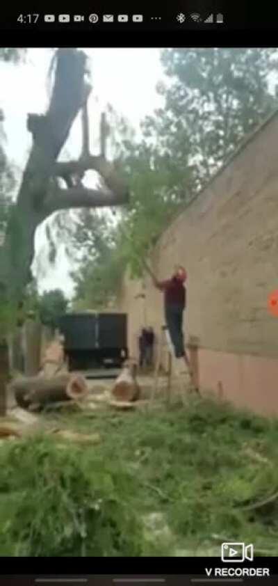 HMFT after I trim this tree