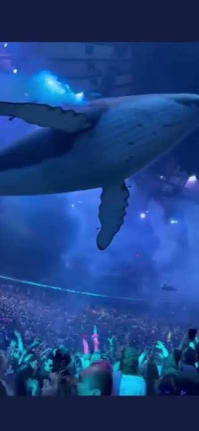 Phish flew inflatable whales and dolphins above the crowd at a recent show at Madison Square Garden