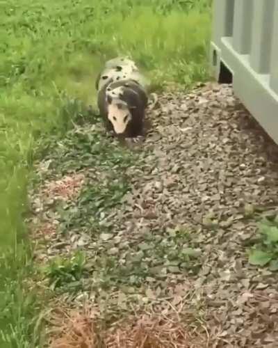 🔥 Opossum mom carrying her babies