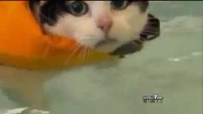 news anchor cant stop laughing at swimming cat