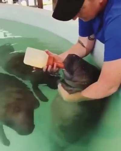 Feeding Baby Manatees!