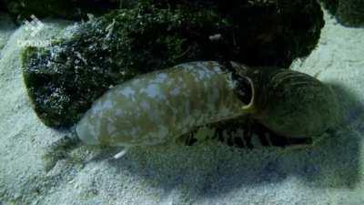 Conus geographus will often harpoon a nearby fish using a nerve agent to paralyze it, however, it can also release an insulin agent into the water causing fish at a distance to undergo temporary hypoglycemic shock.This incapacitated fish was unable to swi