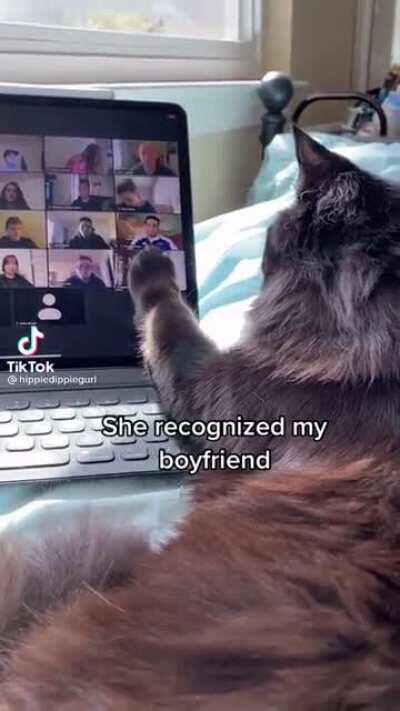 When your cat sees your bf on zoom