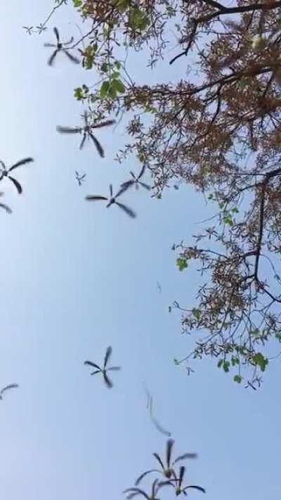 Shorea Siamensis seeds falling