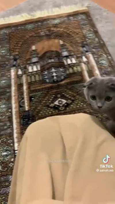 Islamophobic cat commits hate crime (Not OC)