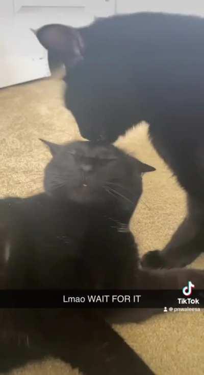 My cat took a bite out of his sister