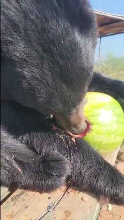 bearro eating a watermelon