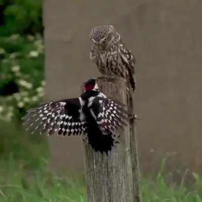 Owl vs. Woodpecker