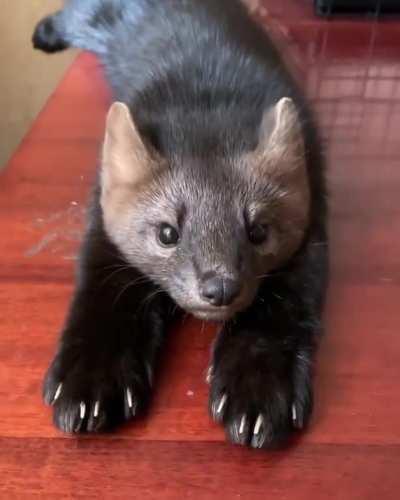 This Russian Sable that an influecer rescued from a fur farm.