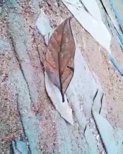 🔥 This is a Dead Leaf Butterfly found in Tropical Asia from India to Japan