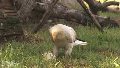 🔥 Egyptian vulture uses rock to crack an ostrich egg