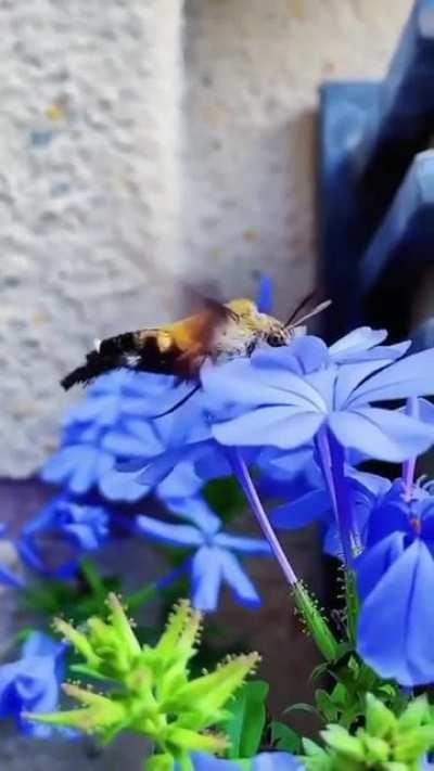 Hummingbird moth