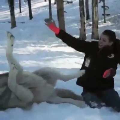 Petting a grey wolf