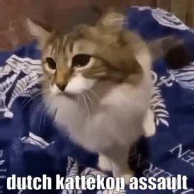 kattekop is angry