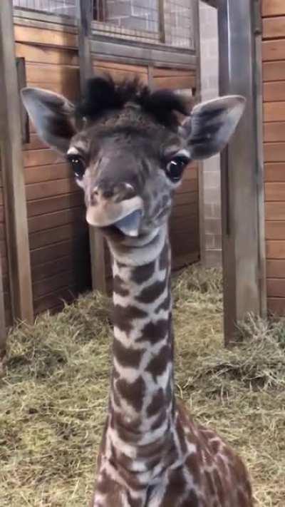 Giraffes can do it too!