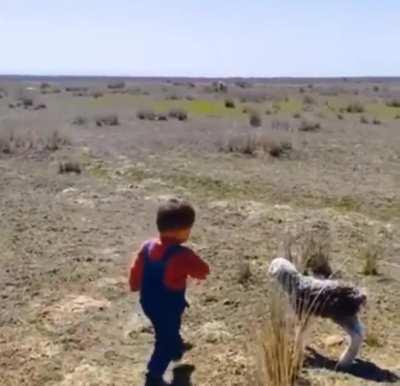 Little man helps a baby lamb that's looking for it's Mother