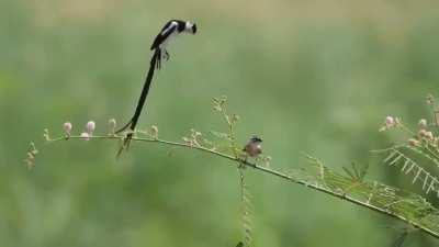 🔥 A Male Pin-Tailed Whydah (Vidua macroura) trying to attrack a female. 🔥