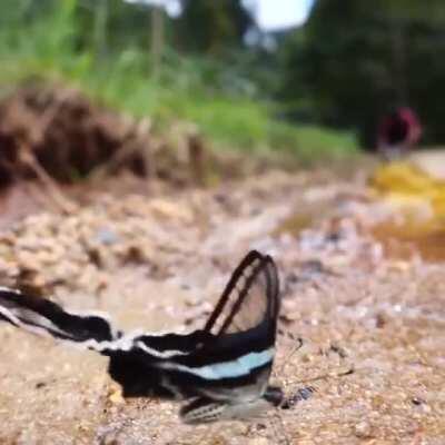 Dragon Tail Butterflies