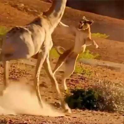 lioness tries to bring down giraffe