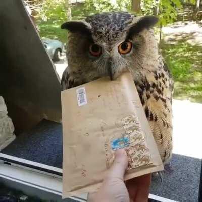 excuse me ... my tip please🦉💌