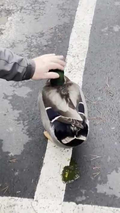 Mallard Duck taking a poop