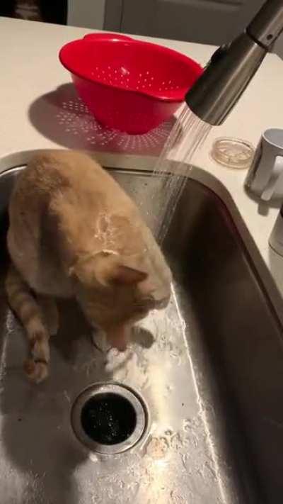 He didn’t get the memo that cats are not supposed to enjoy water…