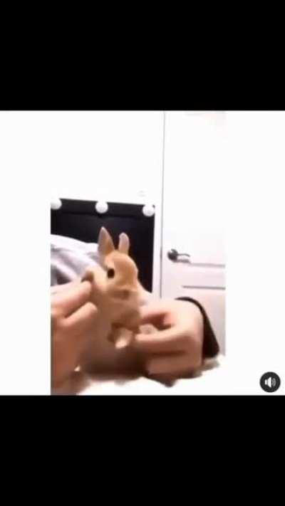 Bunny got them moves