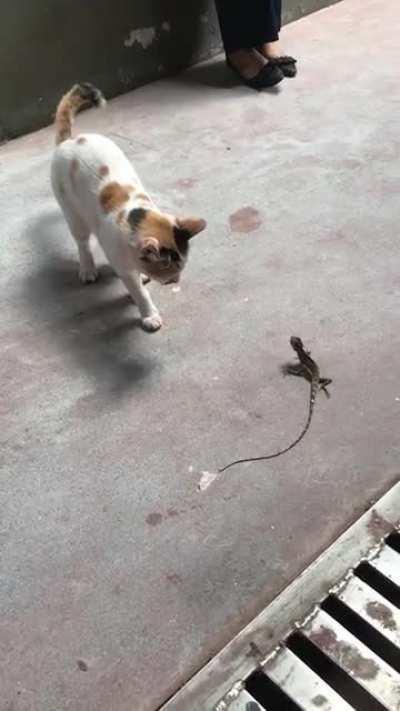 Sparring buddies on the streets of Thailand