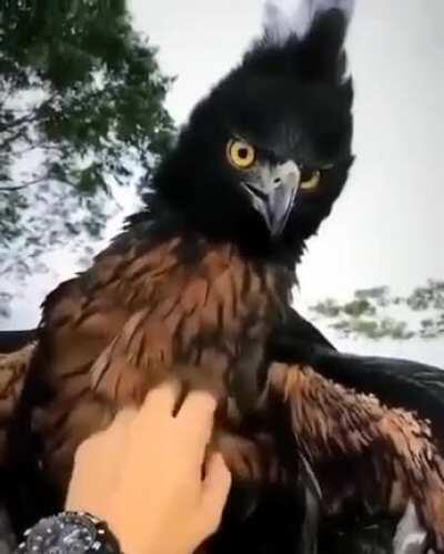 🔥 The endangered Black and Chestnut Eagle