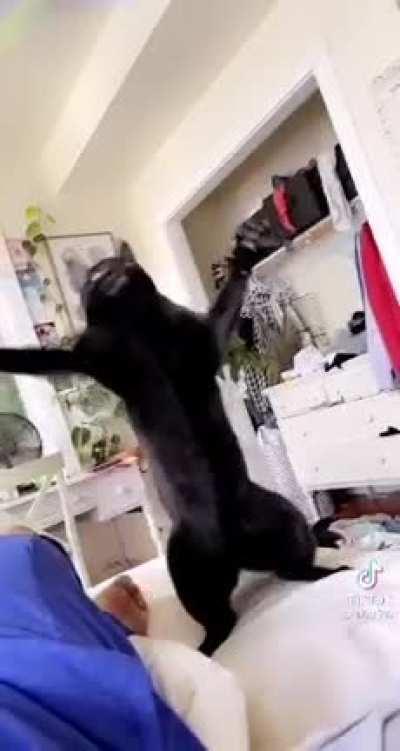 Just a cat dancing